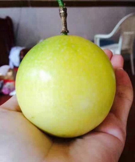 靖安县黄金百香果苗