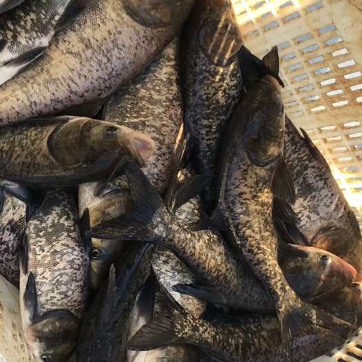 南京 优质花鲢鱼苗
