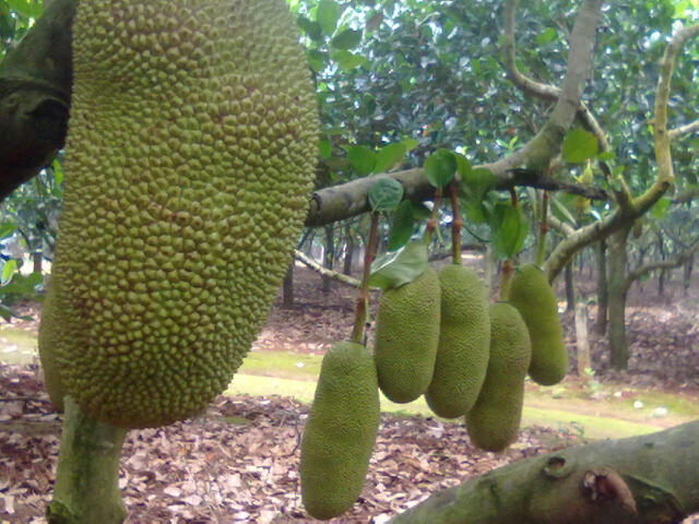 博白县海南菠萝蜜 10-15斤 