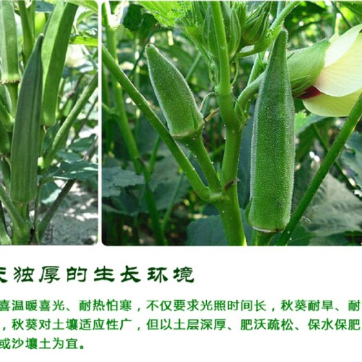 沭阳县红秋葵种子 种子