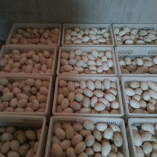 祁县鲜鹅蛋 食用 散装