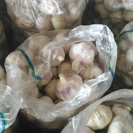 金乡县金乡大蒜 混级统货 多瓣蒜 