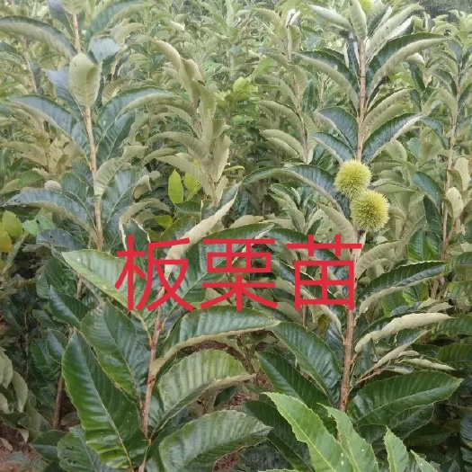 大红袍板栗苗    板栗嫁接苗   早板栗苗  油板栗苗色颜