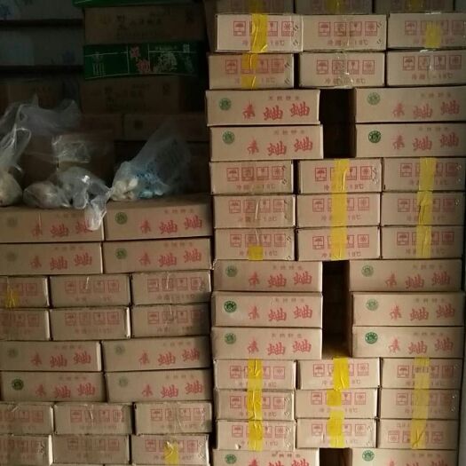 菏泽冰鲜蟋蟀蛐蛐大量供应批发