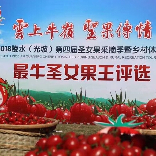 陵水县千禧圣女果  陵水正宗原产地