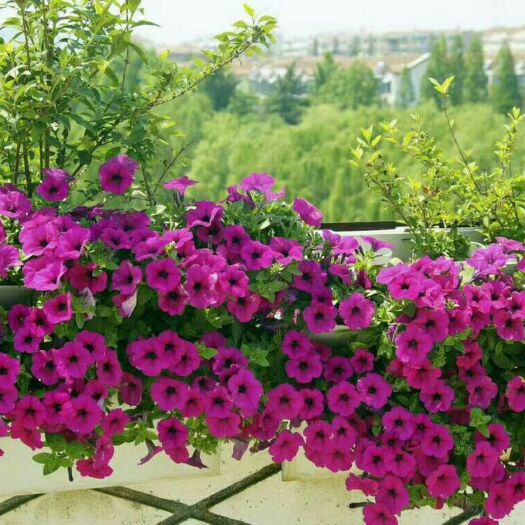 沭阳县牵牛花种子