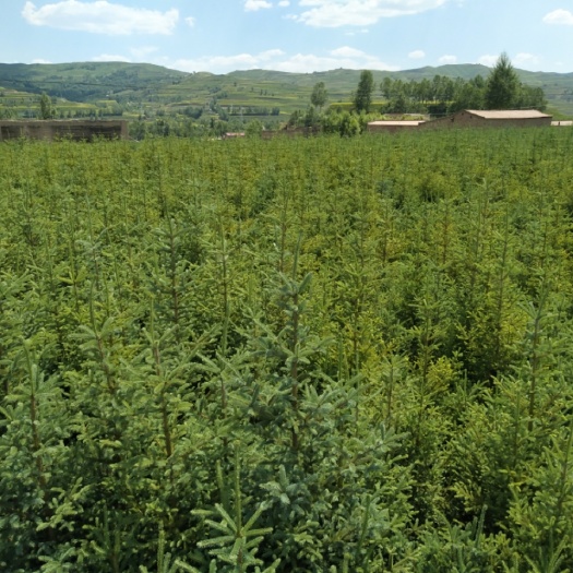  大量出售0.5米到7米清海云杉