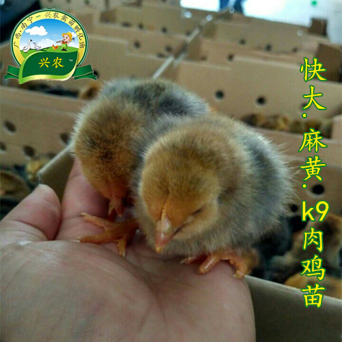 南宁九斤黄鸡苗 快大型k9肉鸡大种鸡