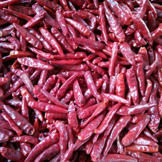 德州新一代辣椒 2~5cm 紫红 特辣