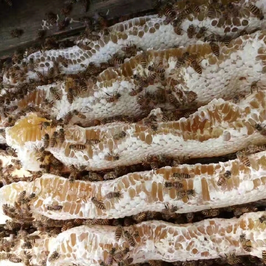 桂平市好蜂蜜不必多说，我就实实在在农村养蜂的！
