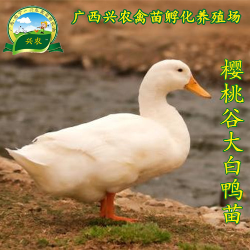 南宁 樱桃谷大白鸭苗
