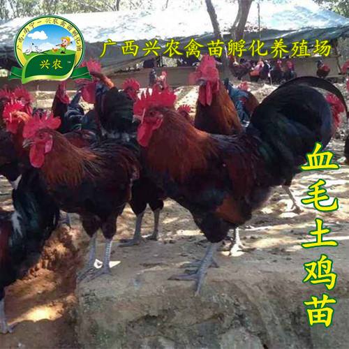 南宁血毛土鸡苗  黑瑶土鸡苗青脚土鸡苗