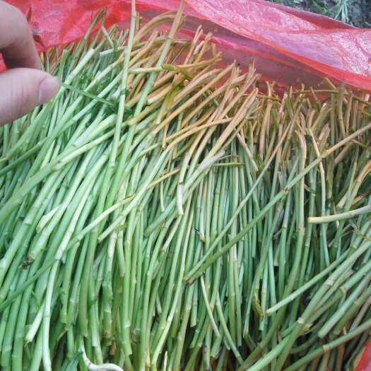 泗洪县青藜蒿 30~35cm