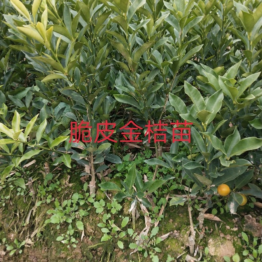 阳朔县脆皮金桔苗