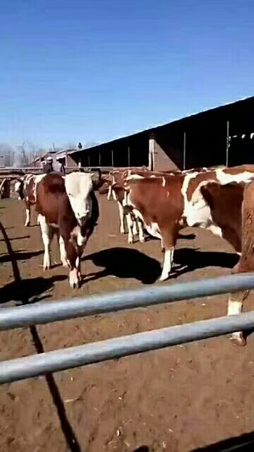 定襄县肉牛 200-300斤 公母混合 牛犊 4-5月龄