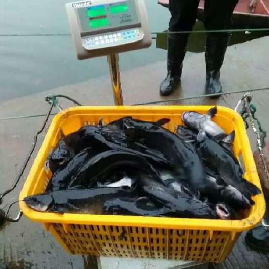 仙桃市黑鮰鱼
