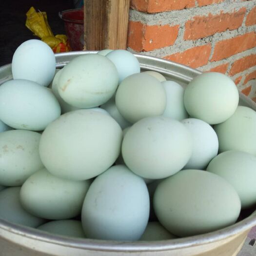 绿壳鸡蛋 食用 箱装