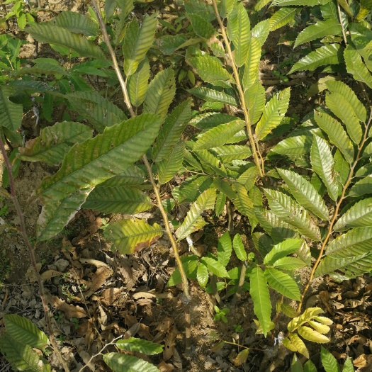 灵山县大红袍板栗苗 嫁接苗 0.5~1米