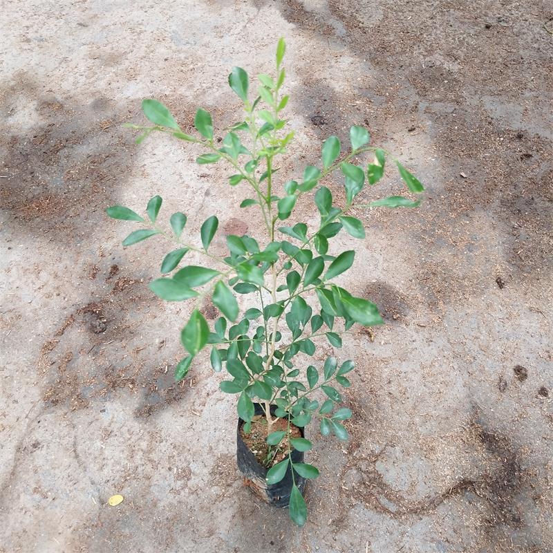 千里香 绿色植物九里香袋苗