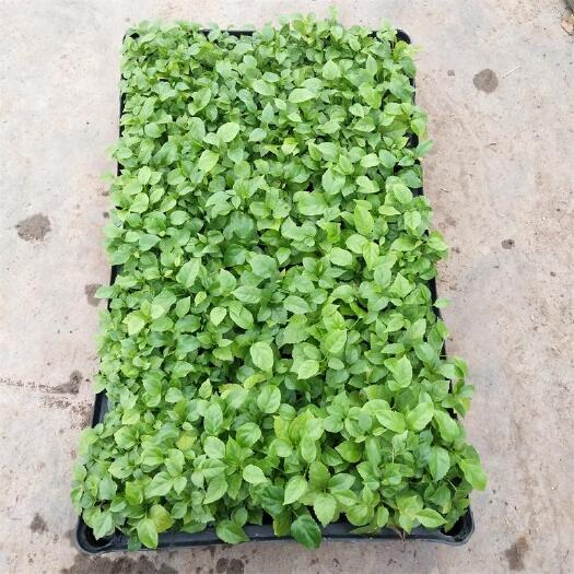  5-10公分左右高 花卉绿植海南菜豆树苗