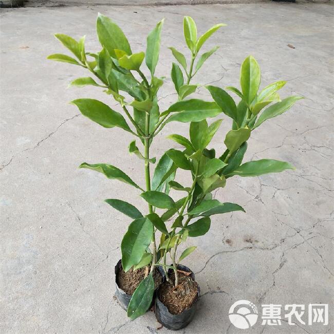 非洲茉莉  正品灰莉袋苗四季常青