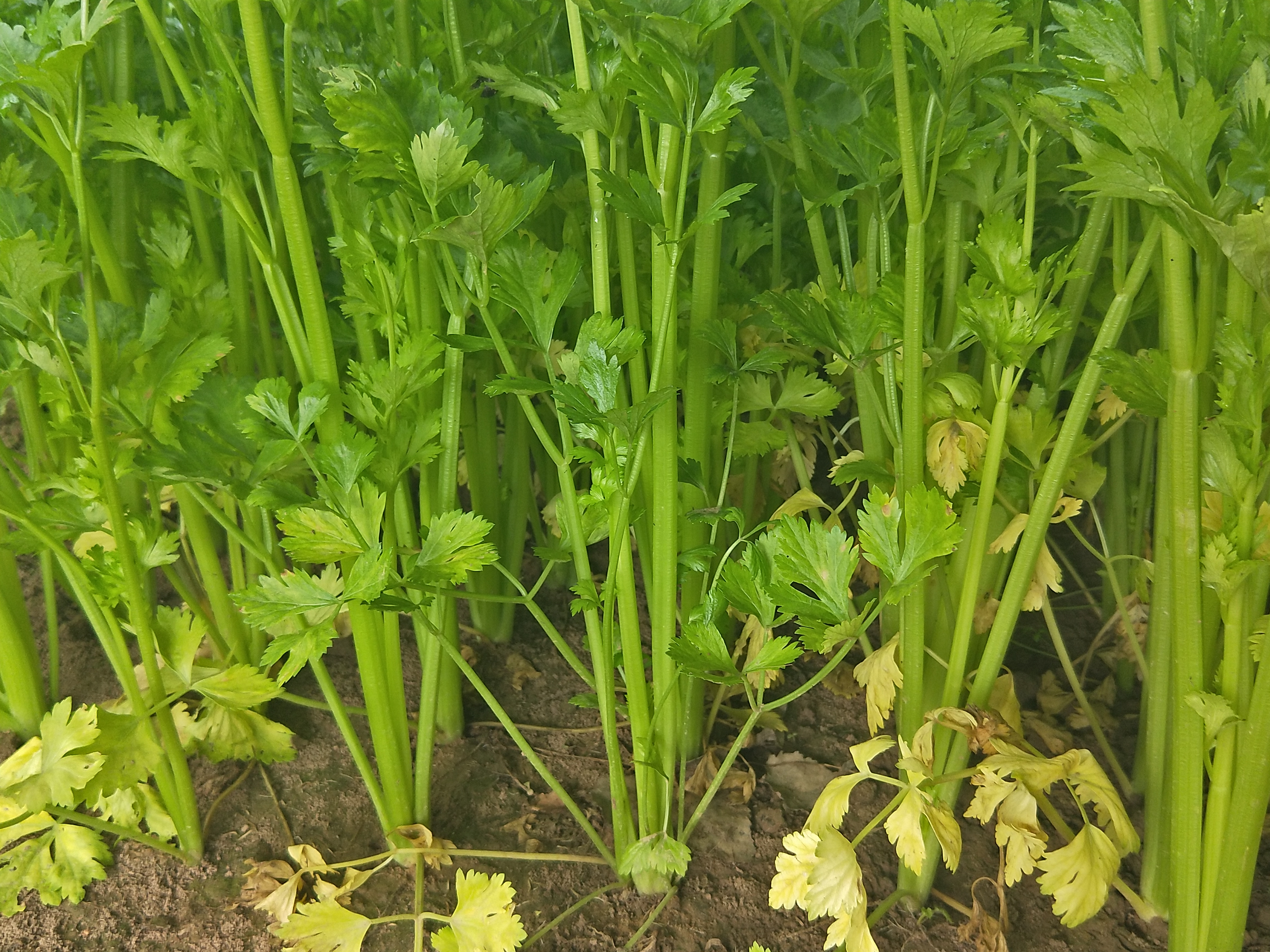 西芹  砀山芹菜  法国皇后芹菜   小棵芹菜 品质保证 大颗芹菜