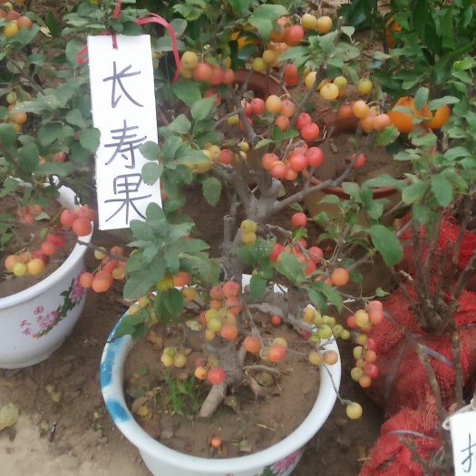 平邑县长寿果海棠