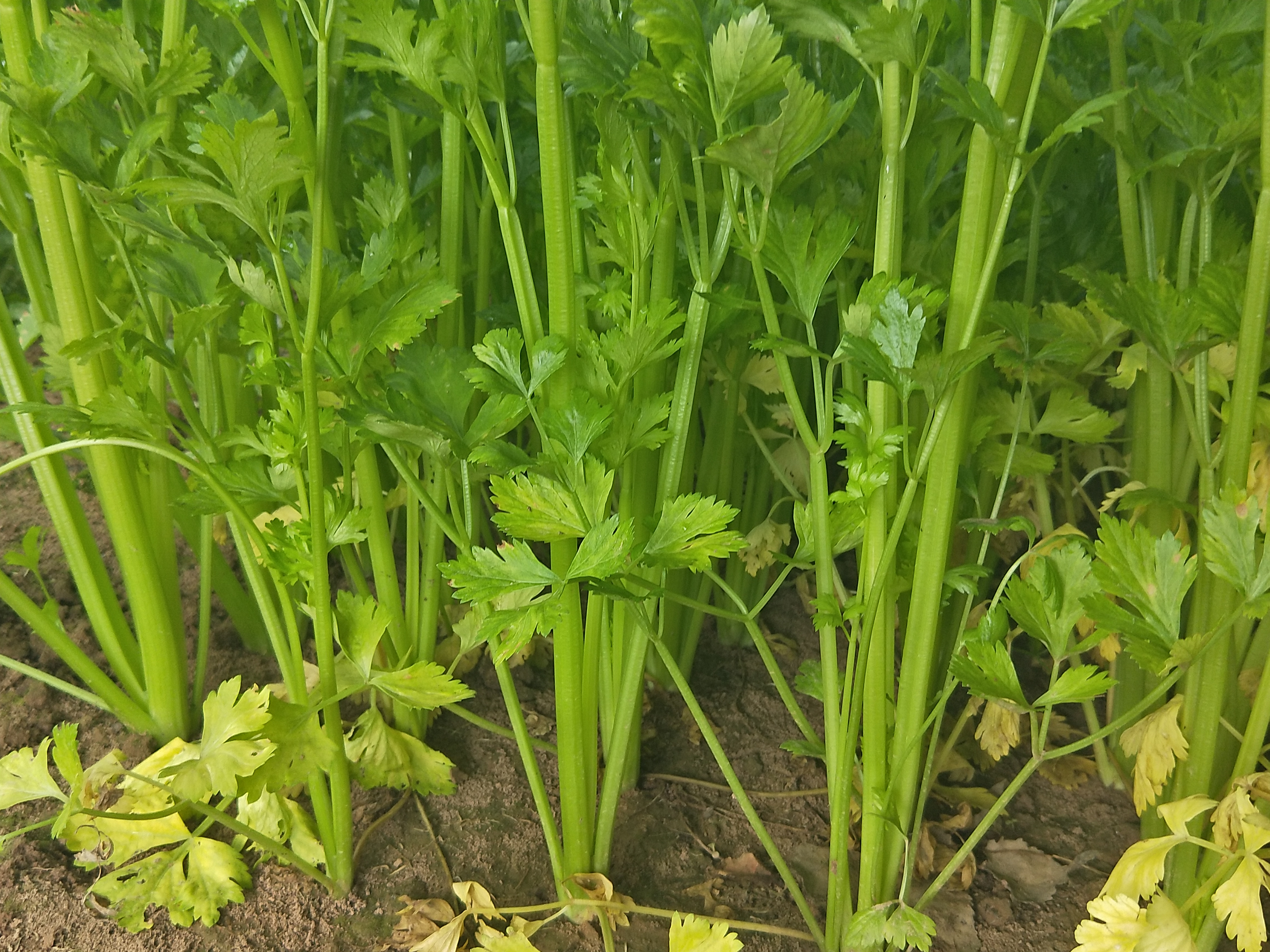 西芹  砀山芹菜  法国皇后芹菜   小棵芹菜 品质保证 大颗芹菜