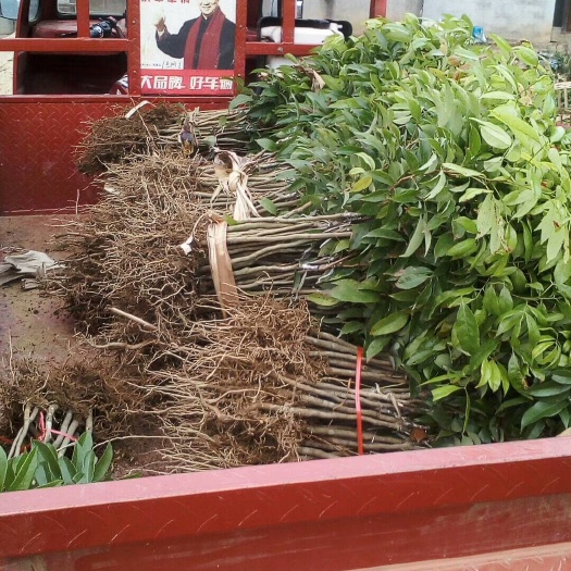 灵山县桂味荔枝苗  荔枝最甜的，就是桂味荔枝