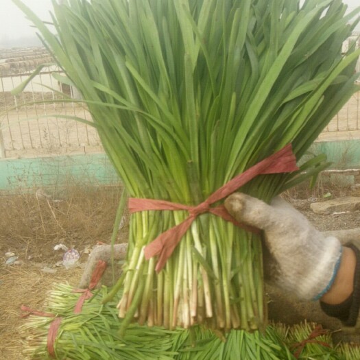 莘县大叶韭菜 头茬 30~35cm 