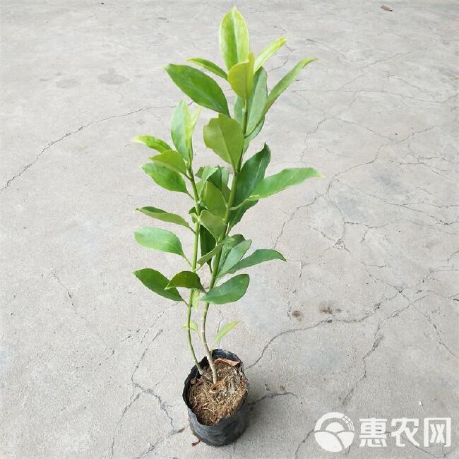 非洲茉莉  正品灰莉袋苗四季常青