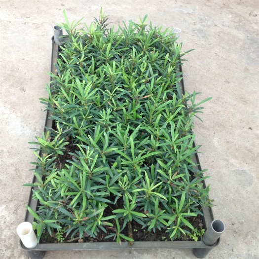 广州罗汉松小苗 四季常青观叶植物