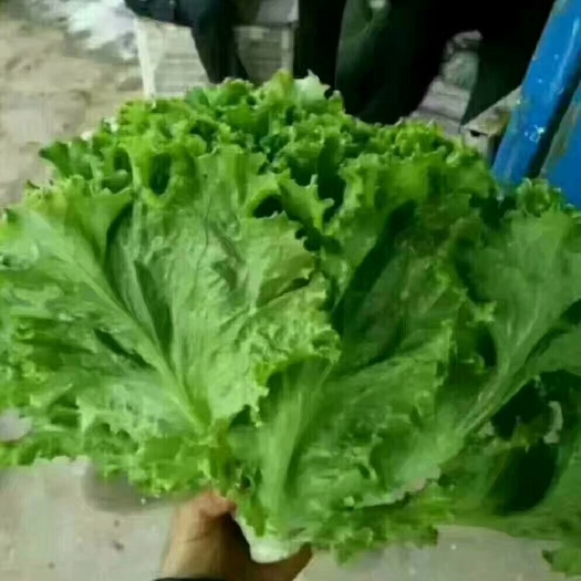 邯郸散叶生菜