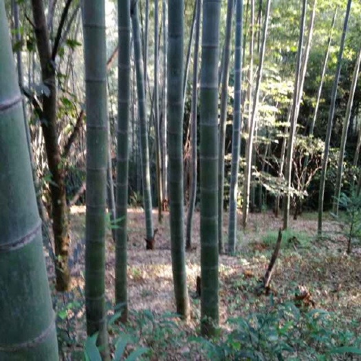 建瓯市冬笋 13~17cm 鲜笋 