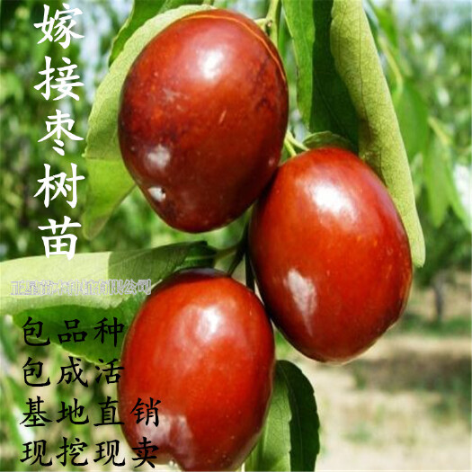 平邑县冬枣树苗