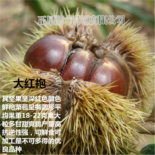 平邑县大红袍板栗苗 嫁接苗 1~1.5米
