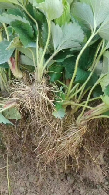 泰安甜查理草莓苗 地栽苗 10~20公分
