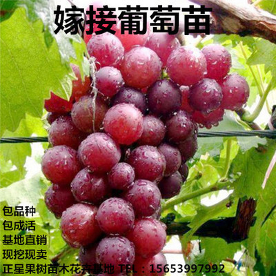 平邑县巨峰葡萄苗