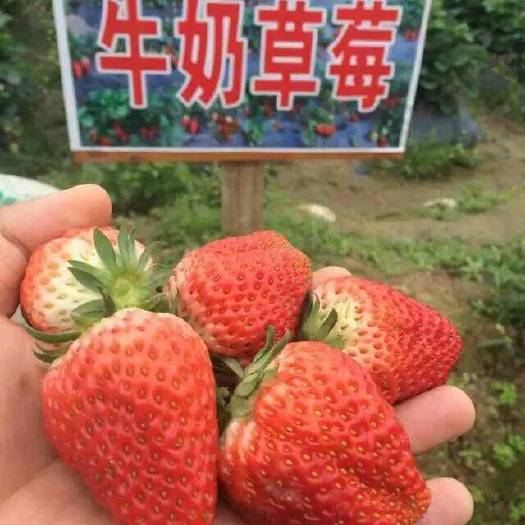 平邑县甜查理草莓苗 营养袋苗 10~20公分