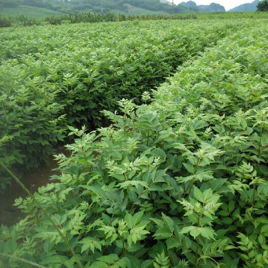 南宁吴茱萸 