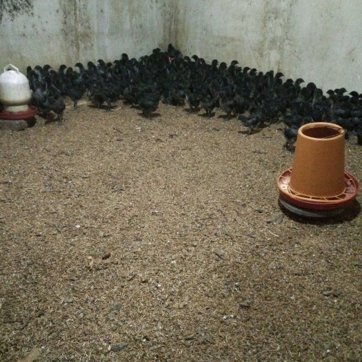 醴陵市绿壳蛋鸡苗 