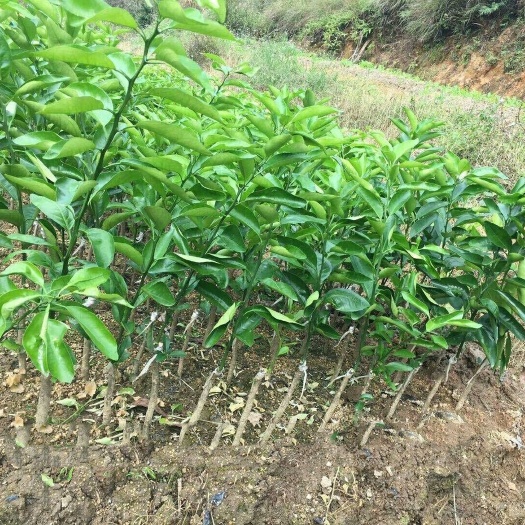 灵山县供应，沃柑苗