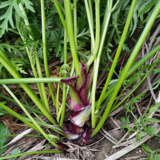 夹江县川芎 
