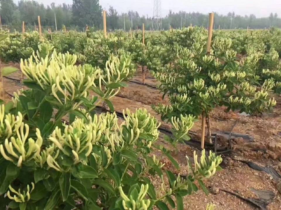 荣成市北花一号金银花苗  金银花苗，树型包回收，包技术，基地供应，