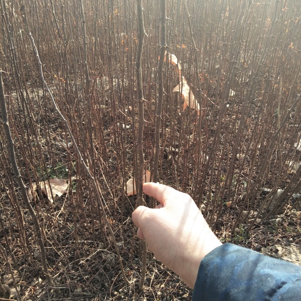 大红袍花椒苗