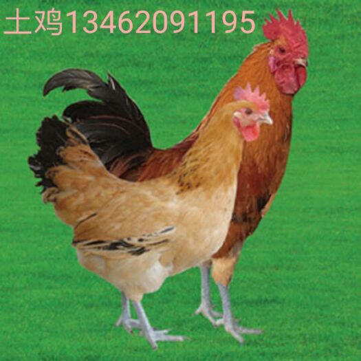光山县土鸡苗 