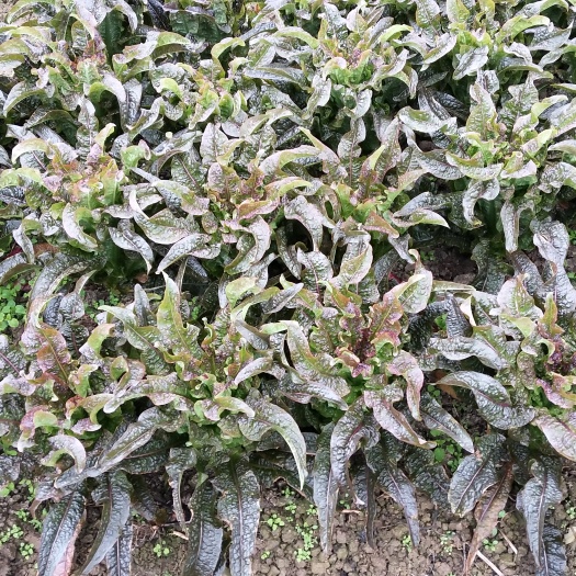 富川县红叶香莴苣 50-60cm 1.5~2.0斤