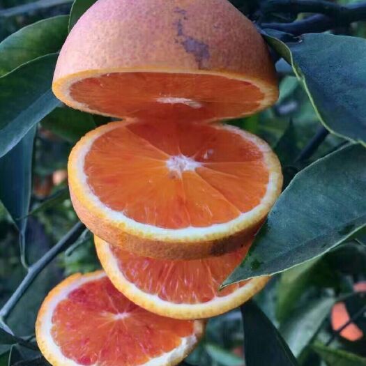 塔罗科血橙 血橙 4两以下 60 - 65mm