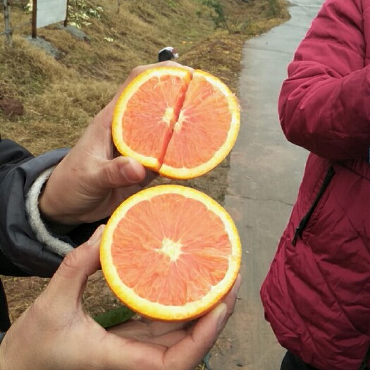 南充红肉脐橙 血橙红心