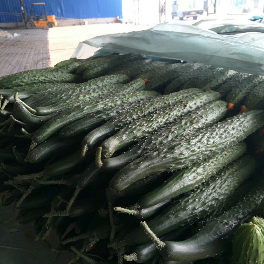 兰陵县密刺黄瓜 35~45cm